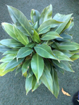 Philodendron wendlandii 